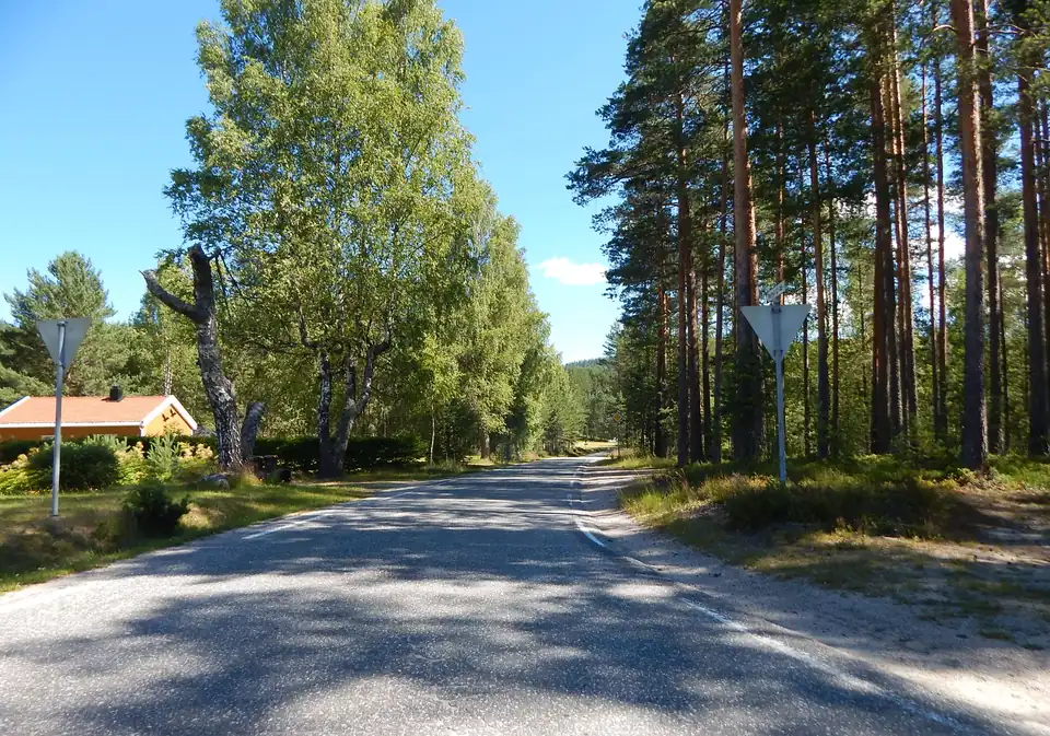 Smal fylkesvei med bjørk og furu på begge sider en solrik sommerdag i Norge